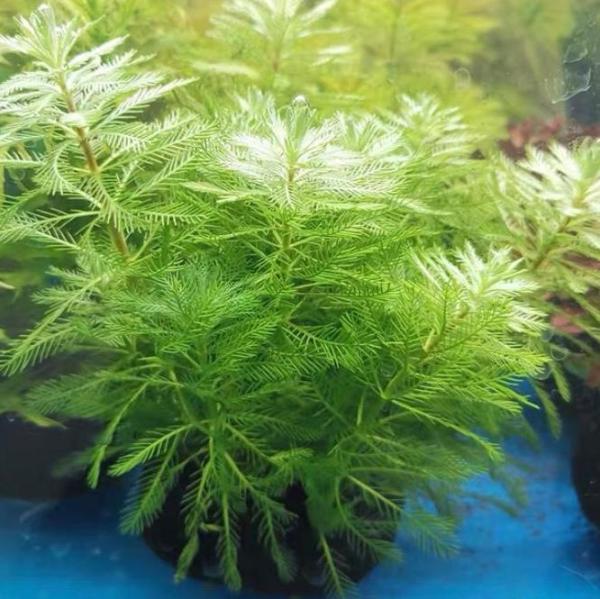 杉葉狐尾藻 Myriophyllum hippuroides:圖片 3