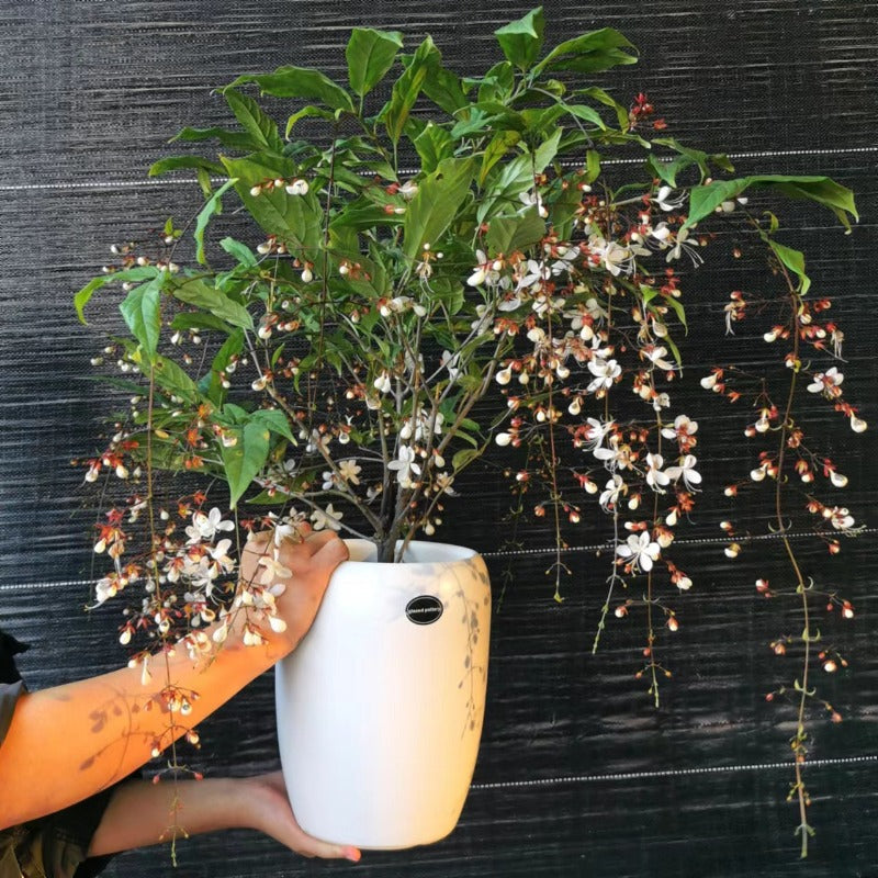 垂絲茉莉（應節花卉）：圖片 2