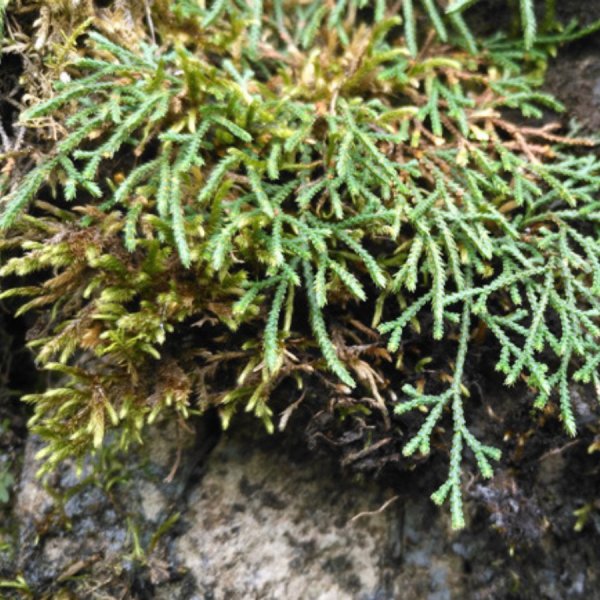 中華卷柏 Selaginella sinensis