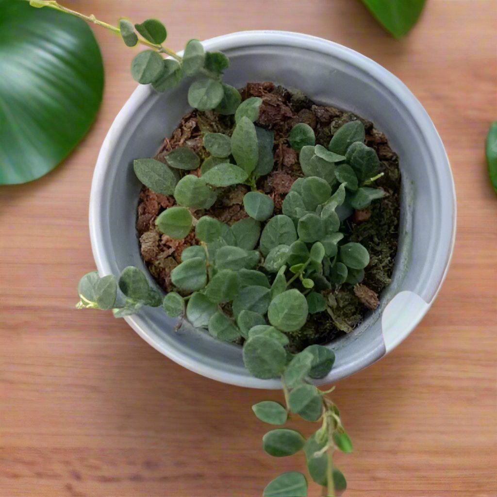 騰沖球蘭/毬蘭 Hoya tengchongensis