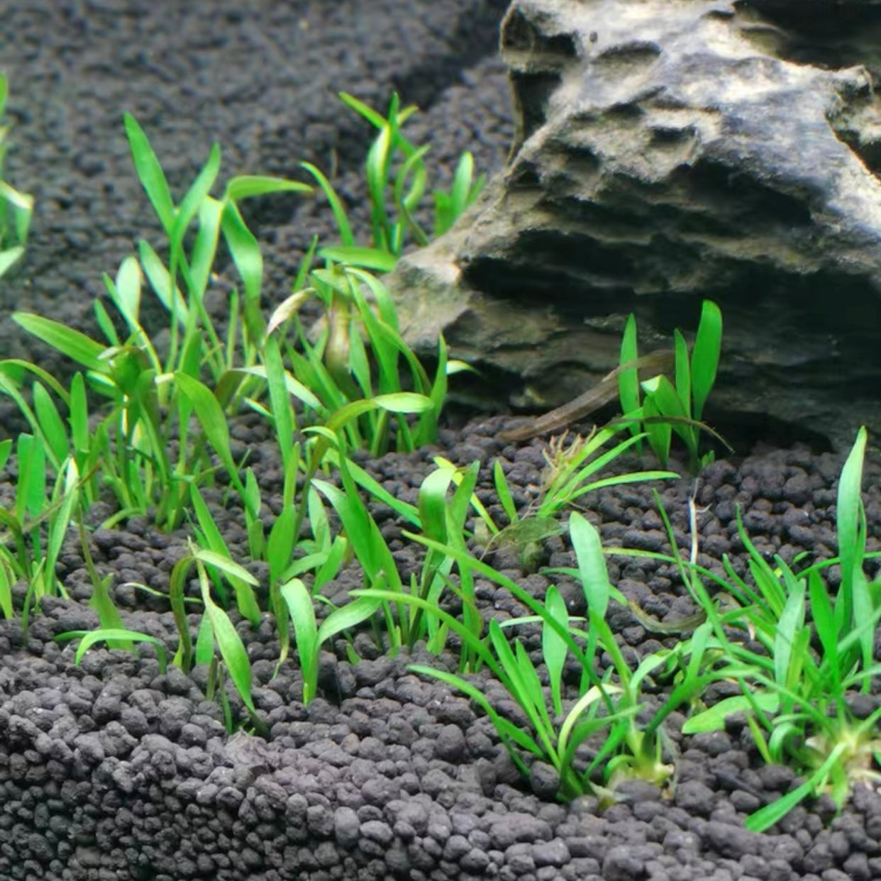 迷你椒草 Tiny Cryp (Cryptocoryne parva):圖片 2