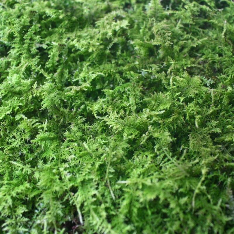 大羽蘚 Cymbifolium Thuidium (Thuidium cymbifolium)：圖片 3