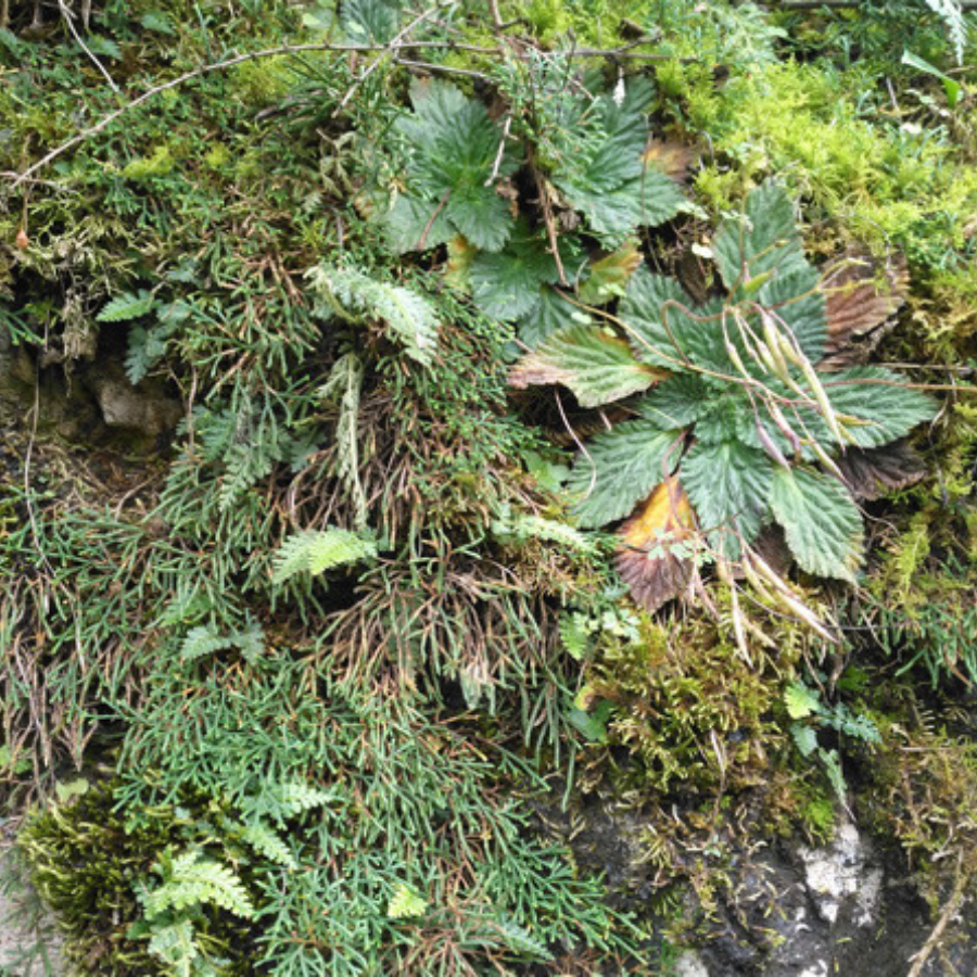 中華卷柏 Selaginella sinensis：圖片 2
