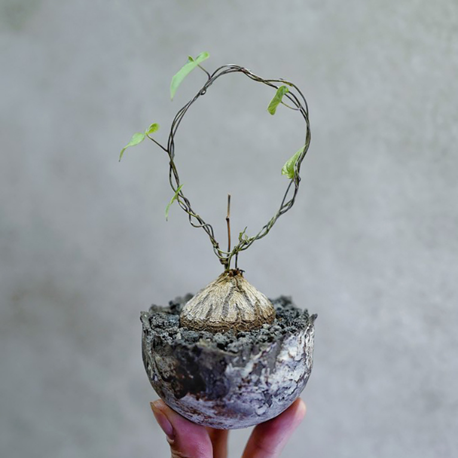 象足龜甲龍 Dioscorea elephantipes (elephant's foot vine):圖片 2