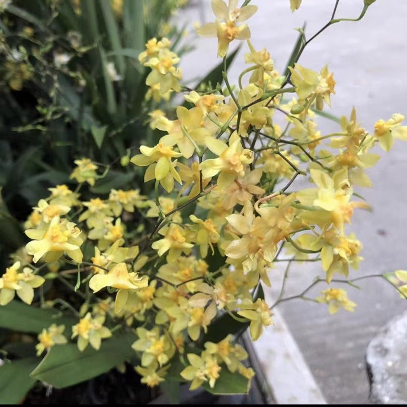 文心蘭（應季花卉）：圖片 2