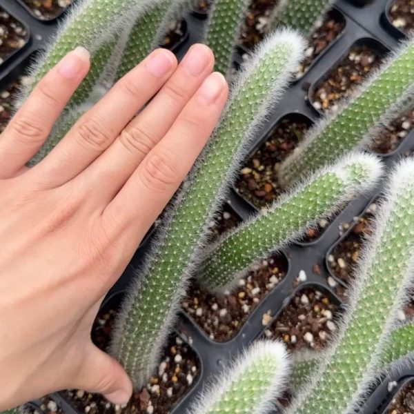 長毛猴尾柱 Monkey Tail Cactus (Cleistocactus winteri 'Colademononis '):圖片 2