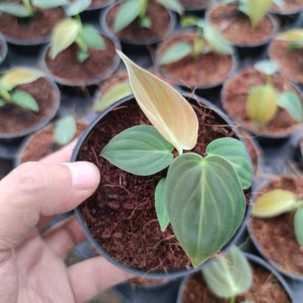 黑金蔓綠絨 Black Gold Philodendron (Philodendron Melanochrysum):圖片 2
