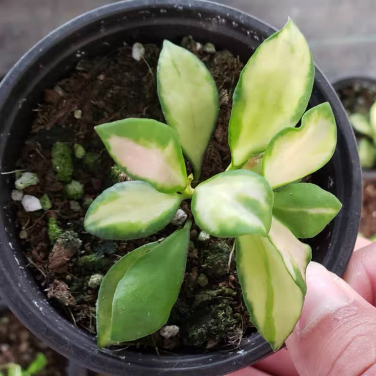 休斯科爾毬蘭 Hoya heuschkeliana variegata:圖片 3