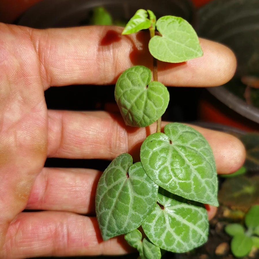 銀脈崖角藤 Rhaphidophora cryptantha:圖片 6