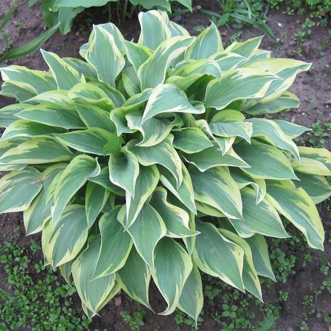 玉簪花 Angelique Hosta:圖片 3