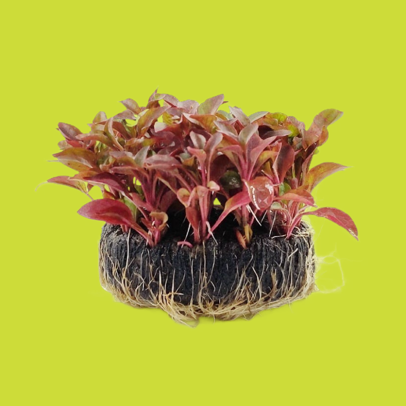锦绣苋 Alternanthera bettzckinana:圖片 2