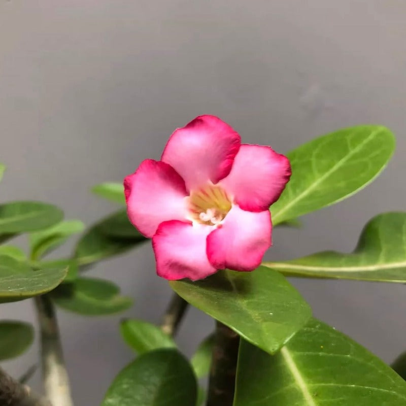 哥斯拉沙漠玫瑰B型 Adenium 'Godji'：圖片 2