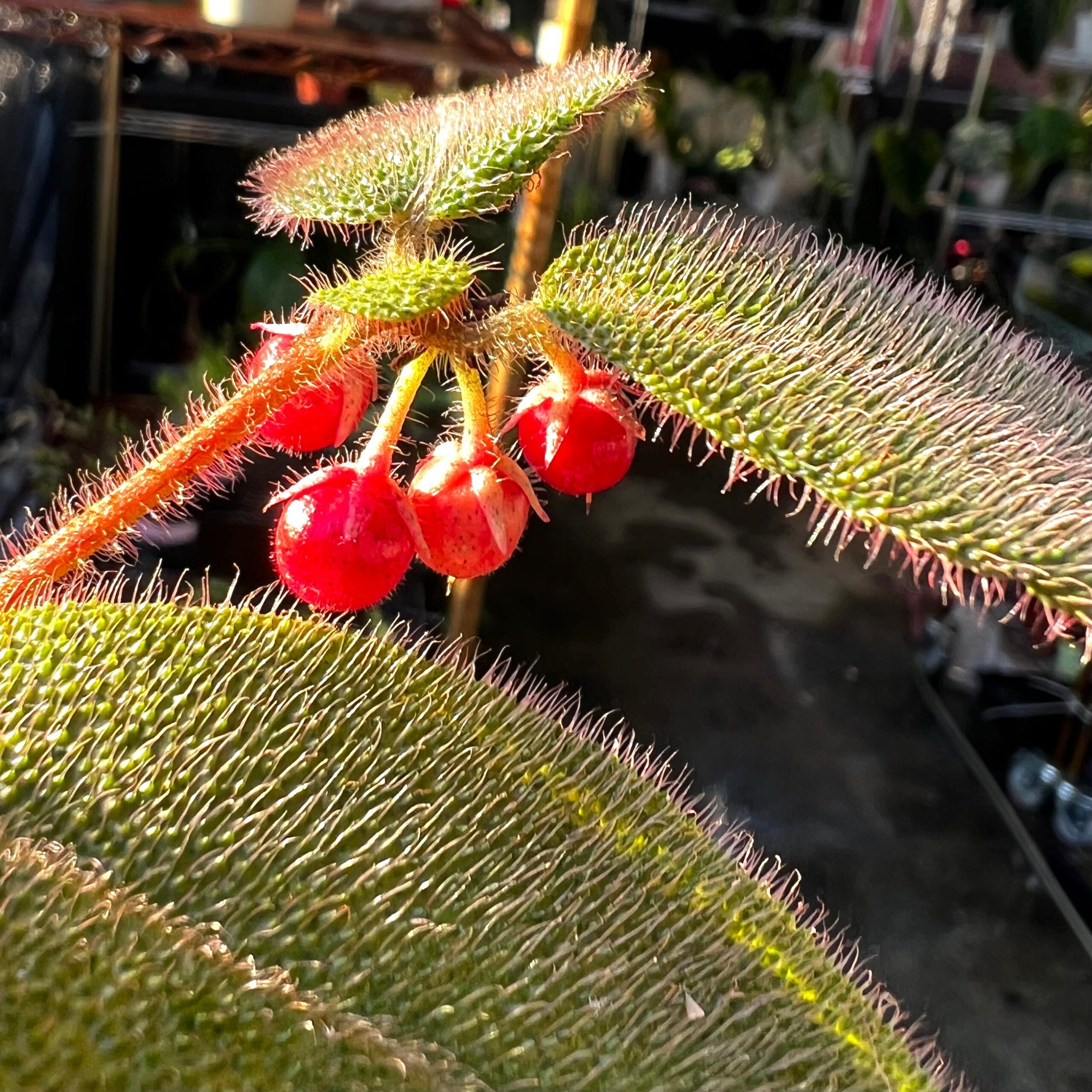 虎舌紅紫金牛 Ardisia mamillata hance:圖片 2