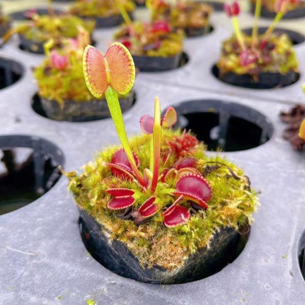 圓齒捕蠅草 Dionaea muscipula 'adentate'：圖片 2