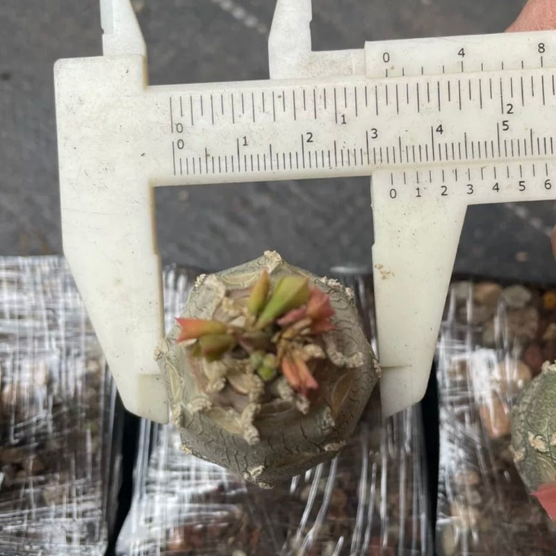 安卡大戟 Euphorbia ankarensis:圖片 3