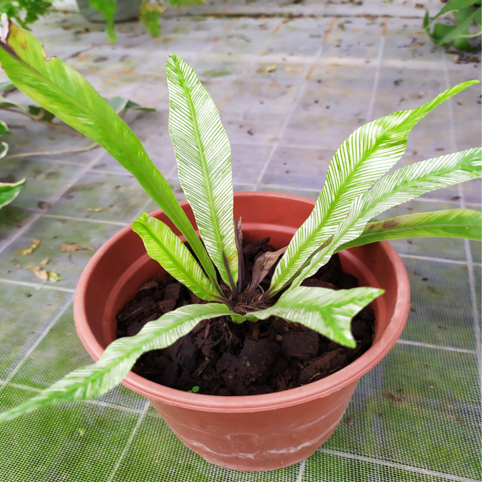 錦葉巢蕨 Asplenium nidus variegated:圖片 2