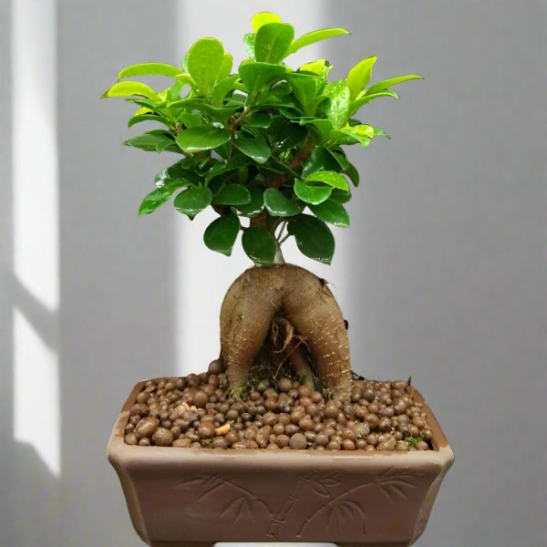 人參榕 Ficus microcarpa 'Ginseng'