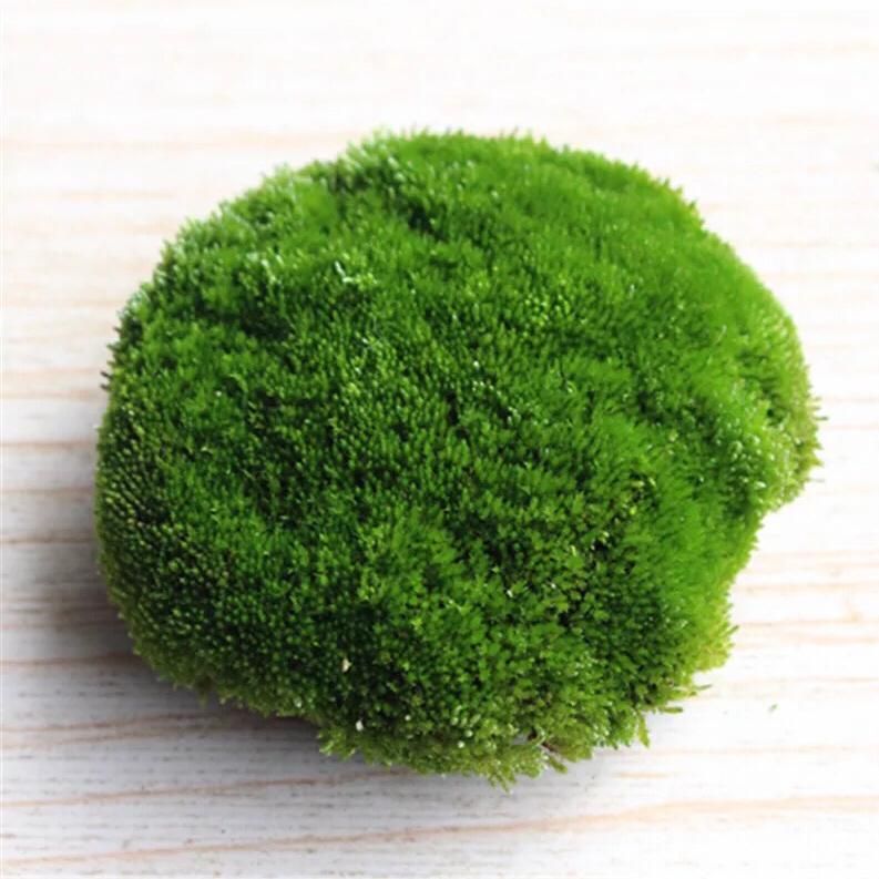 葫蘆蘚 Herb of Cord Moss (Funaria hygrometrica)