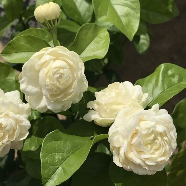 虎頭茉莉 Jasminum sambac 'Grand Duke':圖片 2
