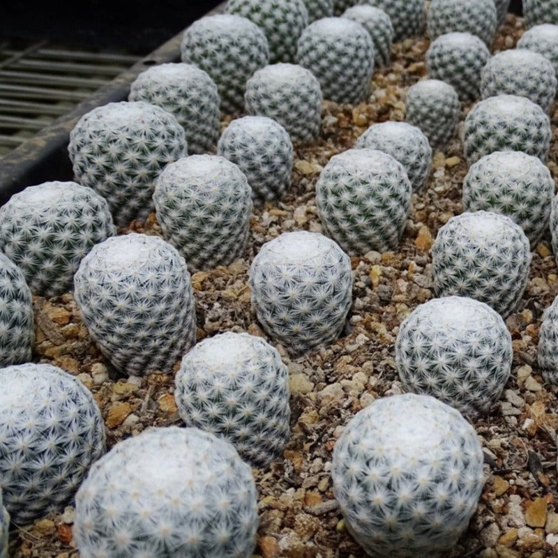 白鳥仙人球 Mammillaria herrerae:圖片 3