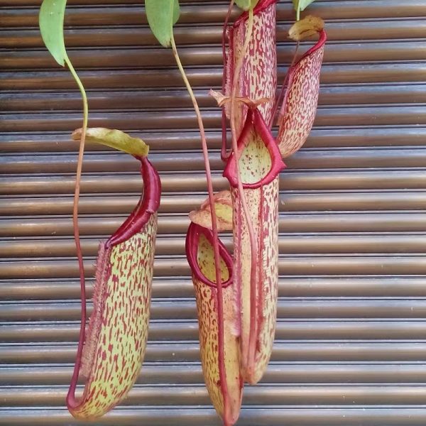 米蘭達豬籠草 Nepenthes 'Miranda':圖片 2
