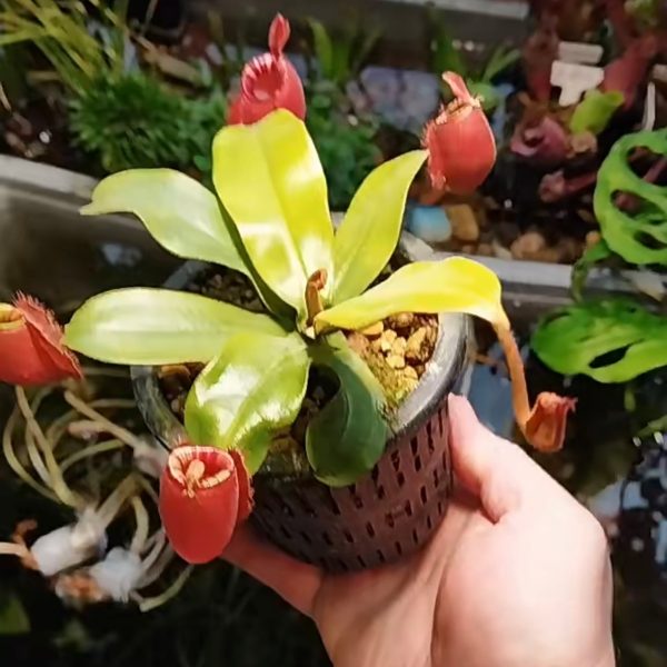 線唇紅蘋果豬籠草：圖片 2