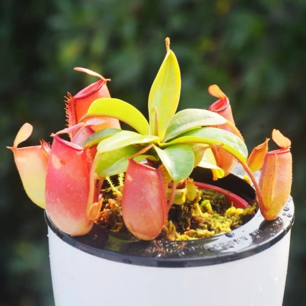 紅寶石豬籠草 Nepenthes 'Ruby Red'：圖片 2