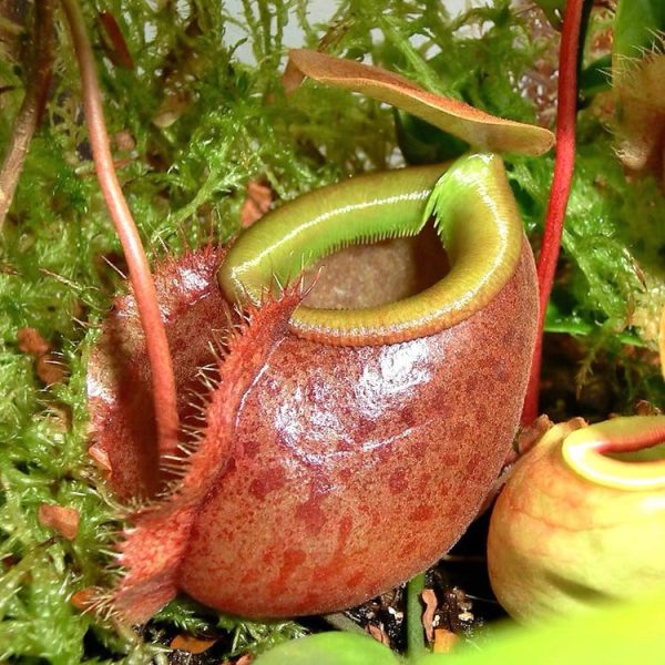 貝利豬籠草Nepenthes bellii