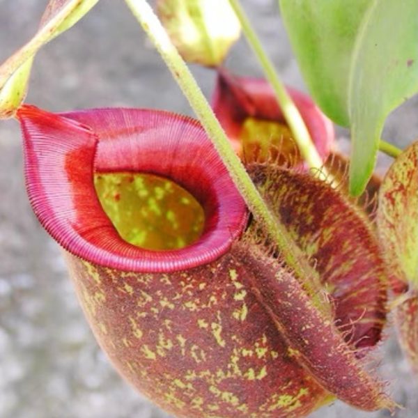 虎克豬籠草/紅唇斑點豬籠草Nepenthes hookeriana