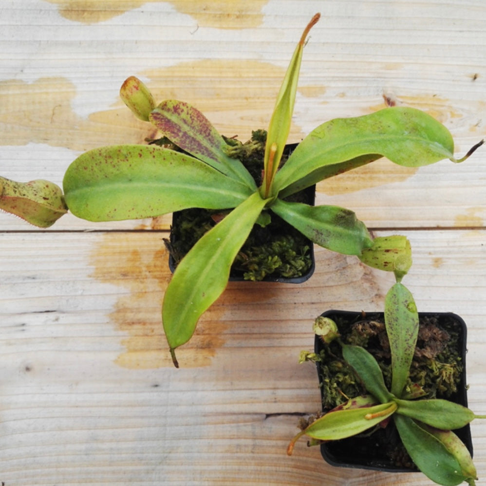 黛瑞安娜豬籠草Nepenthes 'Diana' / 'Dyeriana':圖片 3