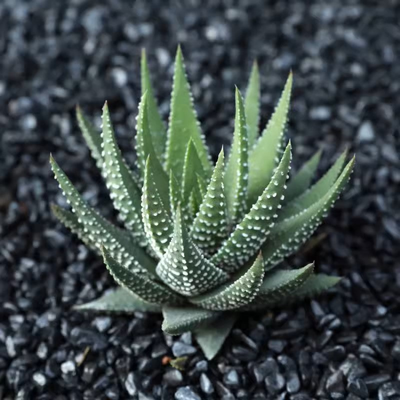 點紋十二卷屬 Haworthia pumila