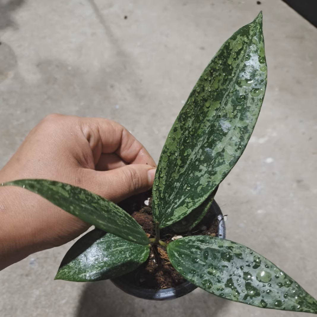 毬蘭 Hoya rangsan:圖片 2