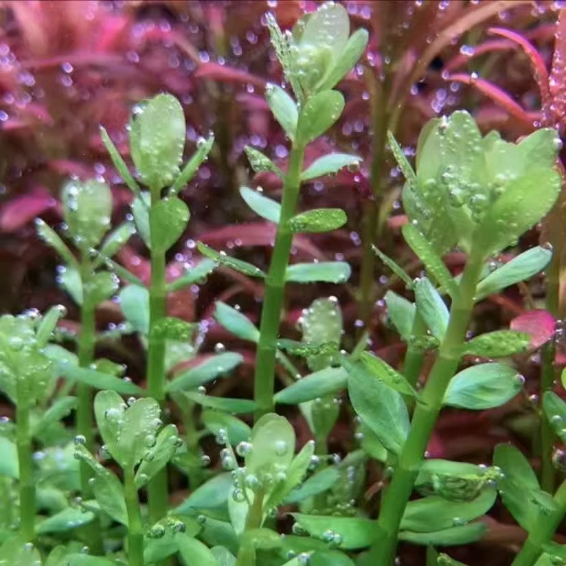 印度小圓葉 Rotala indica 水族箱前景水草 水草缸造景 易養水草推薦