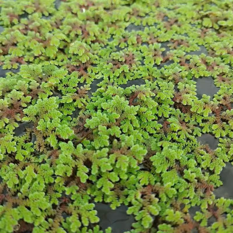 珊瑚萍 Azolla imbricate