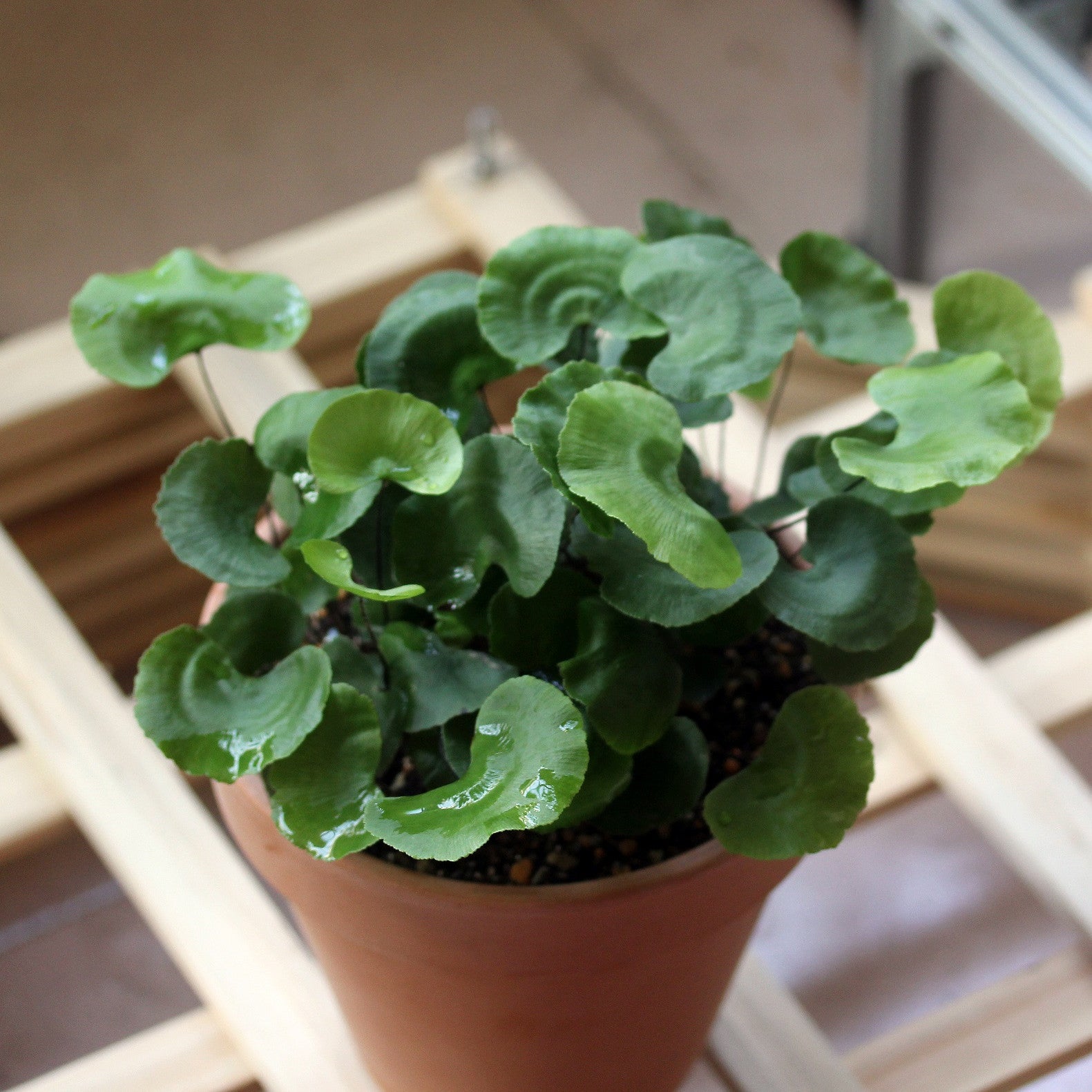 腎形鐵角蕨, 荷葉鐵角蕨 Adiantum reniforme:圖片 2