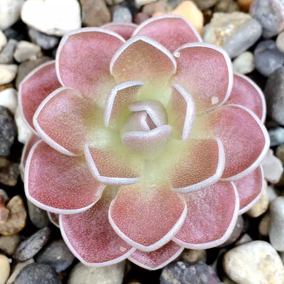 愛蘭捕蟲堇 Butterworts (Pinguicula ehlersiae) (直徑2-4cm)：圖片 3