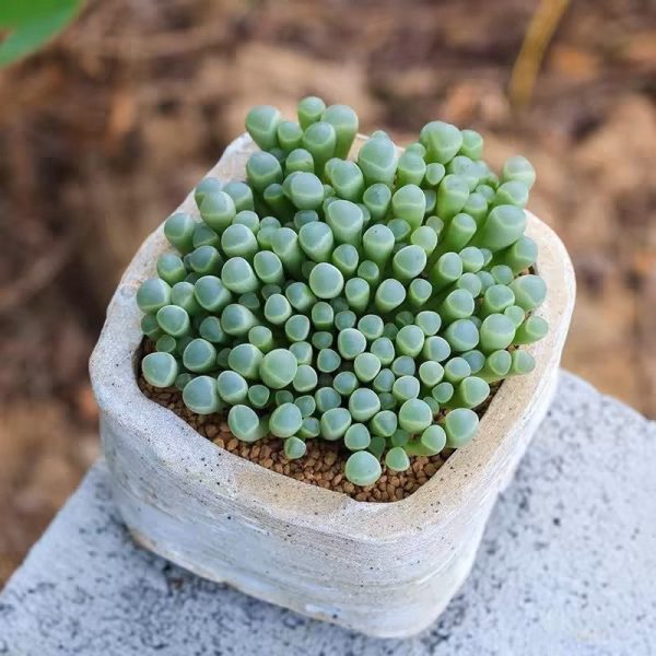五十鈴玉 Baby toes (Fenestraria aurantiaca) (直徑4-6cm)