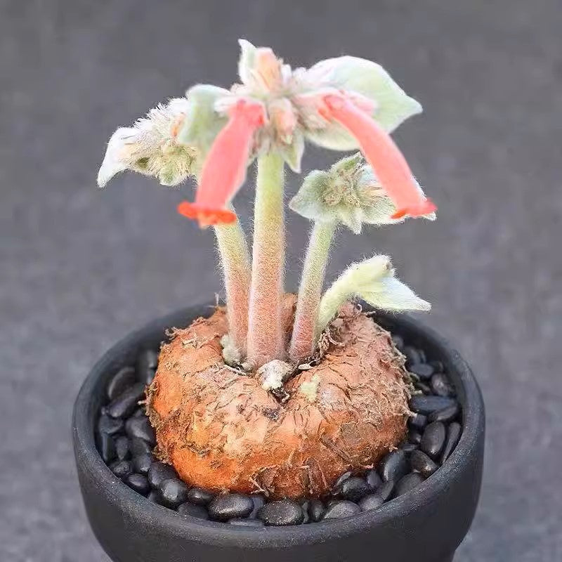 斷崖女王 Sinningia leucotricha