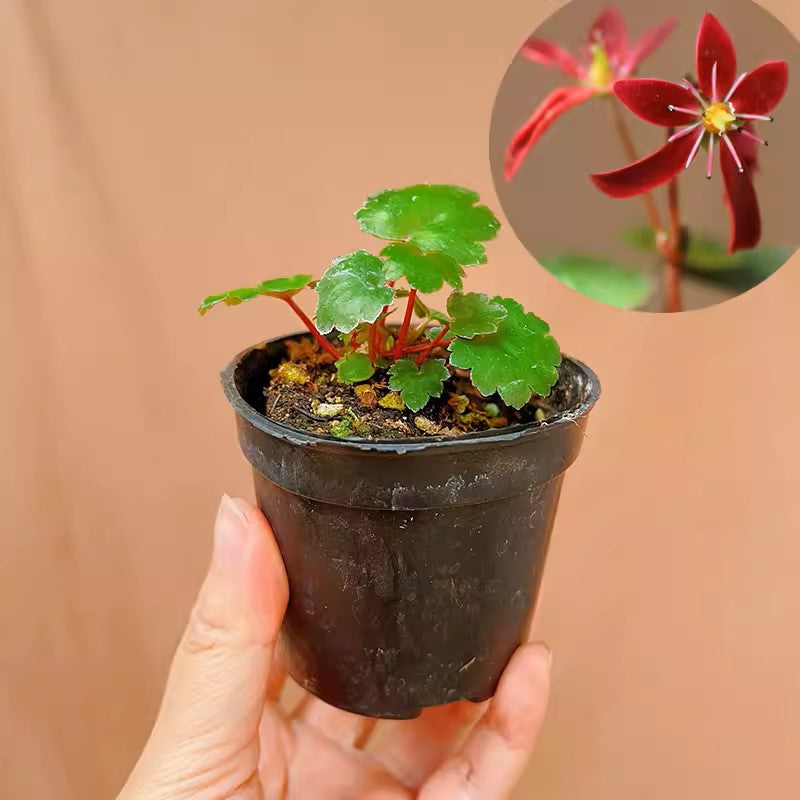 紅花大文字草 Saxifraga fortunei 'Akiba':圖片 2