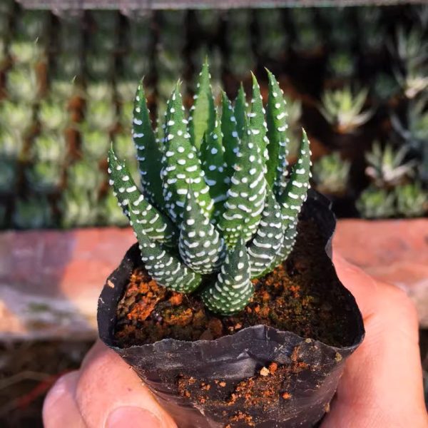鷹爪 十二卷屬 Haworthia reinwardtii