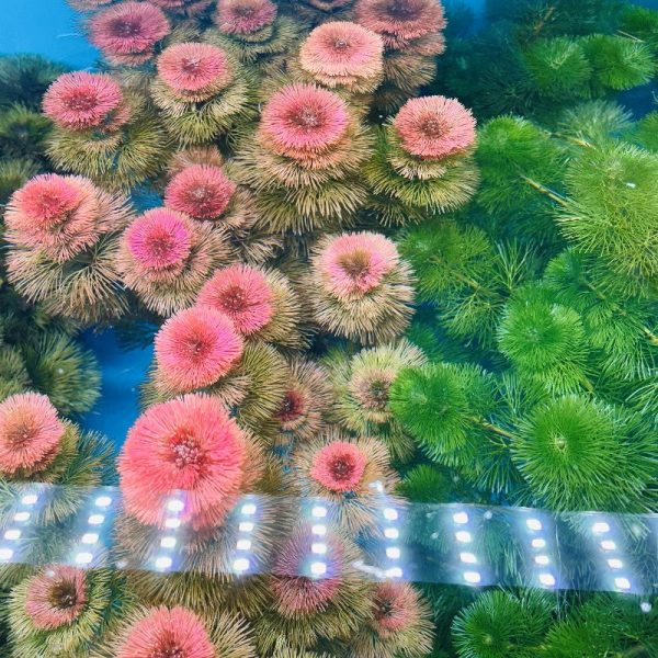 紅菊 Cabomba piauhyensis：圖片 3