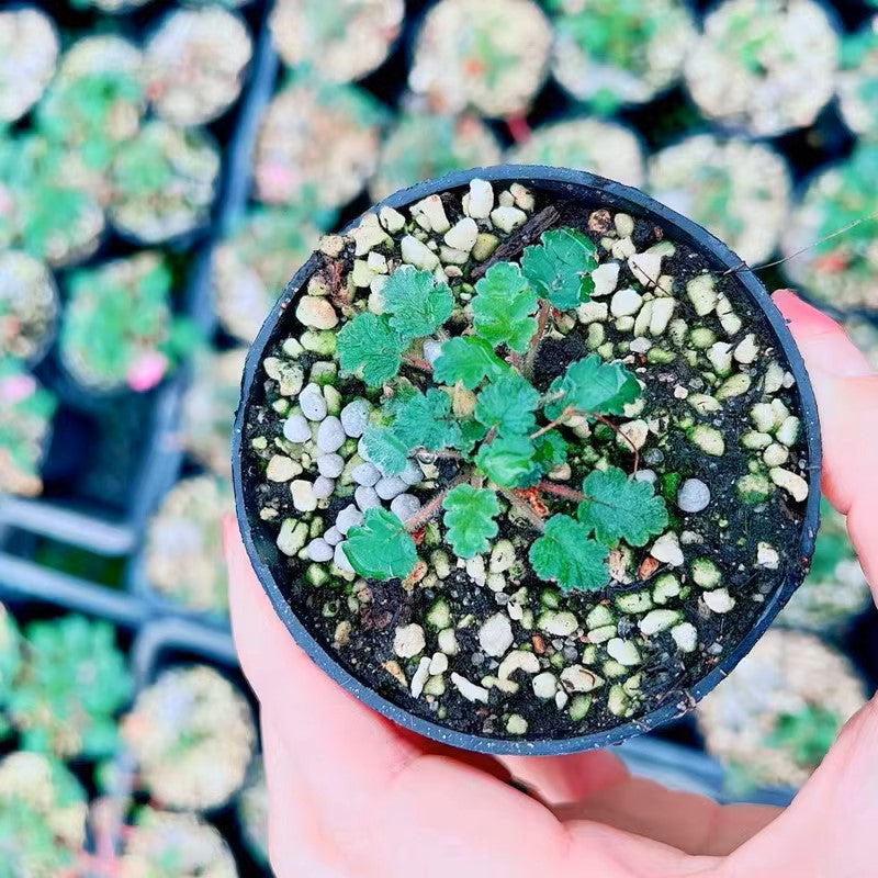 紫花姬風露草 Erodium variabile：圖片 4