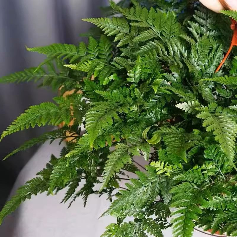 杯蓋陰石蕨 Rabbit's Foot Fern (Humata griffithiana):圖片 2
