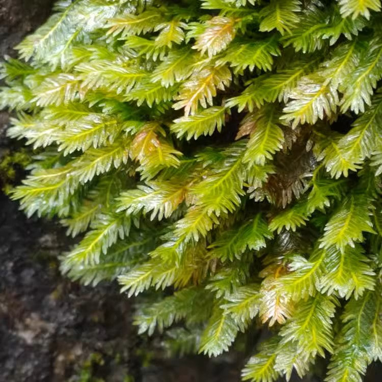 大鳳尾蘚 Phoenix Moss (Fissidens nobilis)