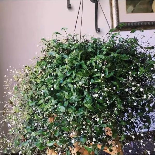 婚紗吊蘭 Gibasis geniculata:圖片 2