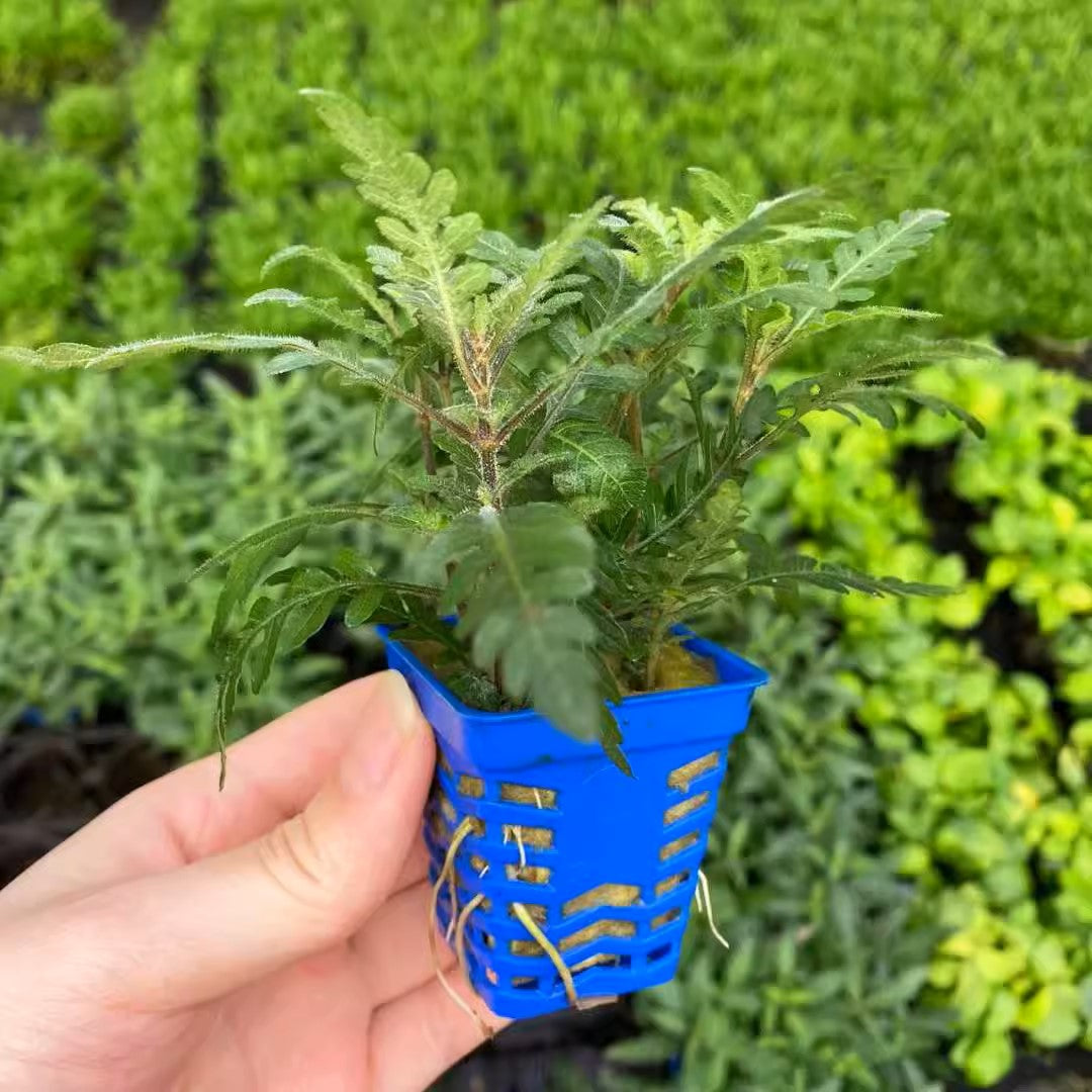 羽裂水蓑衣 Fern Hygrophila (Hygrophila pinnatifida)