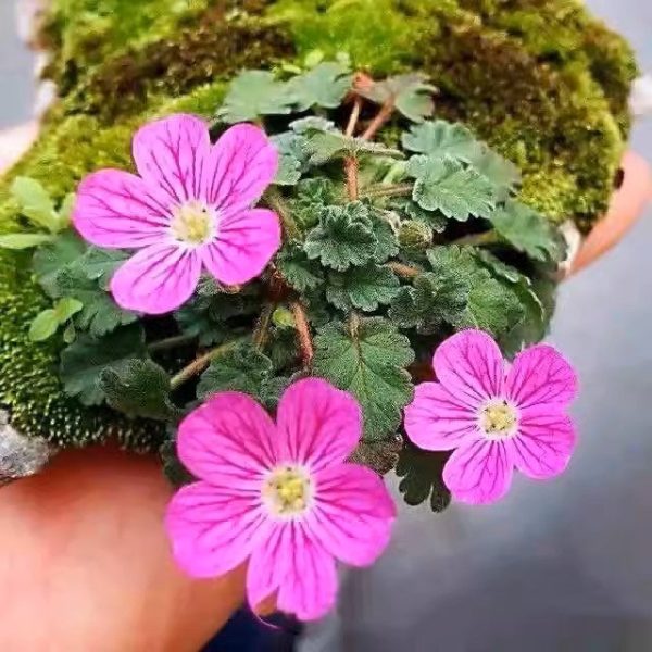 紫花姬風露草 Erodium variabile：圖片 2