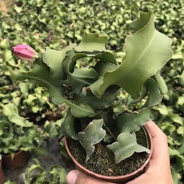 卷葉曇花 Epiphyllum 'Curly Sue' (Epiphyllum guatemalense):圖片 3