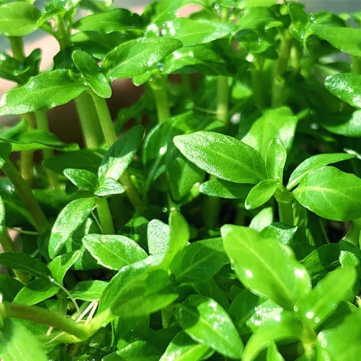 南美叉柱花 Staurogyne repens:圖片 2