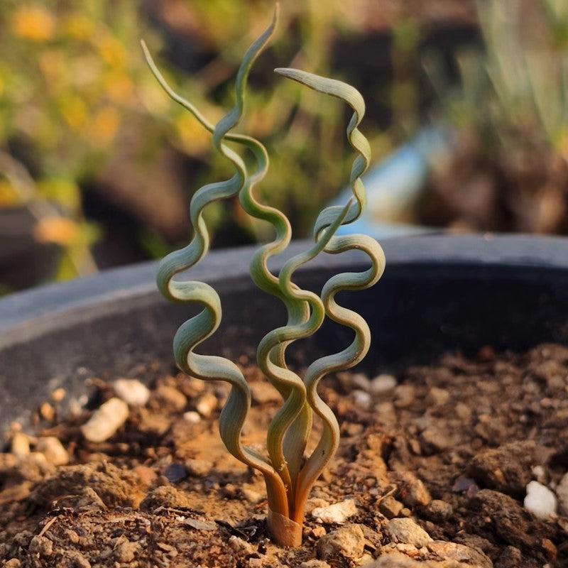 海帶彈簧草 Trachyandra tortilis：圖片 4